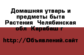 Домашняя утварь и предметы быта Растения. Челябинская обл.,Карабаш г.